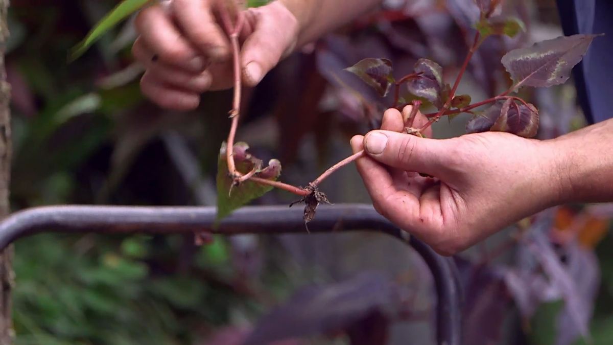 brico 0960 3 persicaria reproduccion