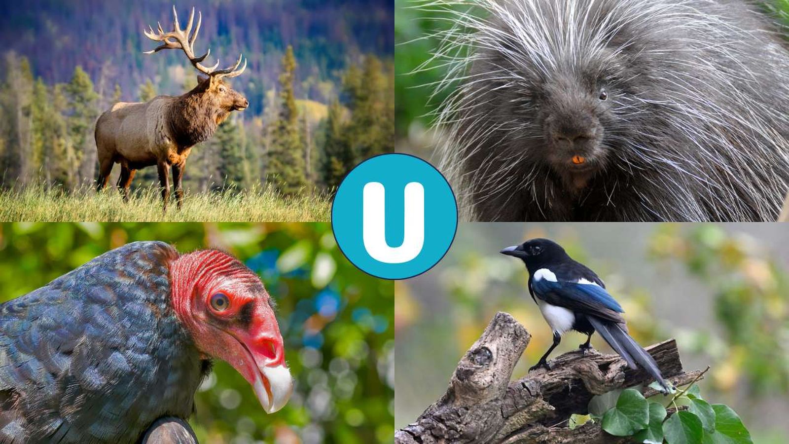 animales que empiezan por u