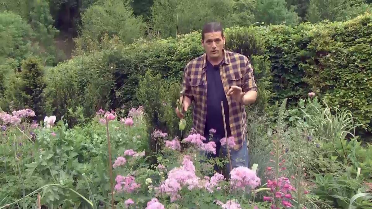 deco 0700 jardineria thalictrum parterre vivaces