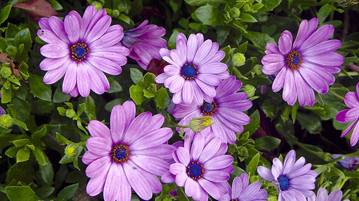 Dimorphoteca ecklonis