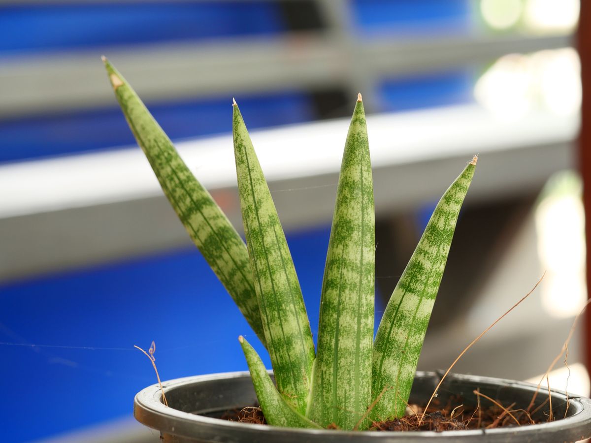 Sansevieria cylindrica