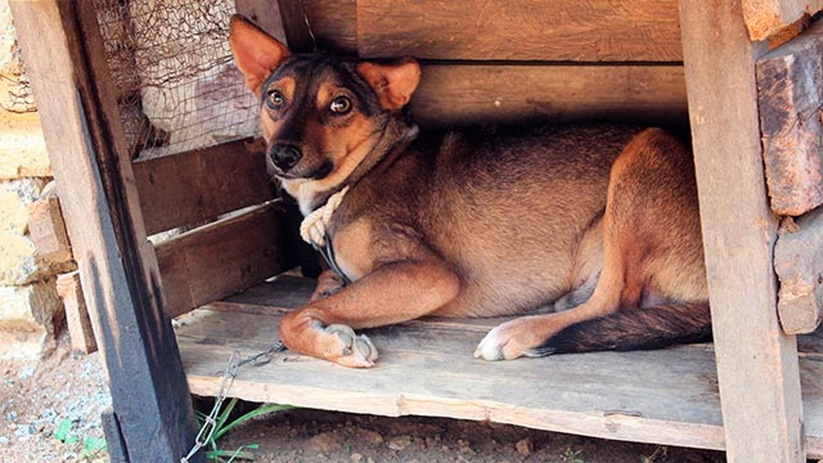 mascotas maltrato animal perros atados