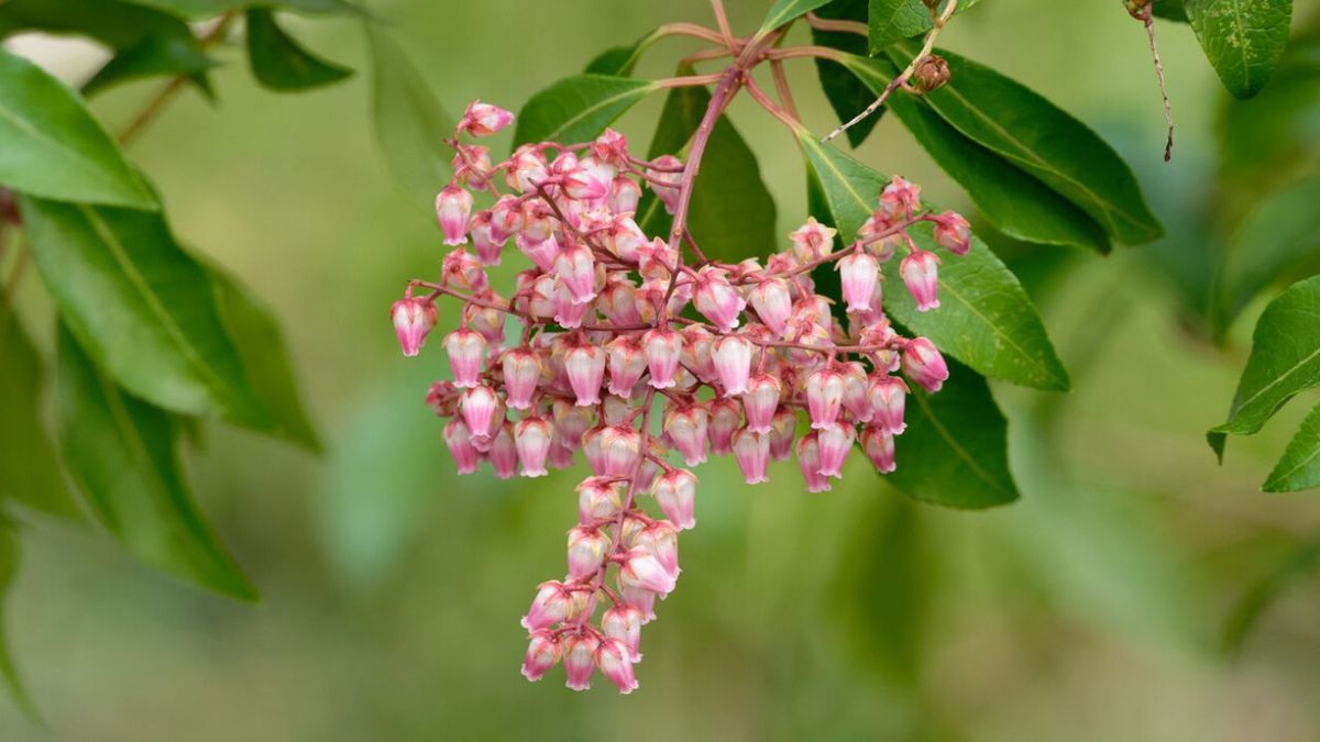planta andromeda pieris japonica