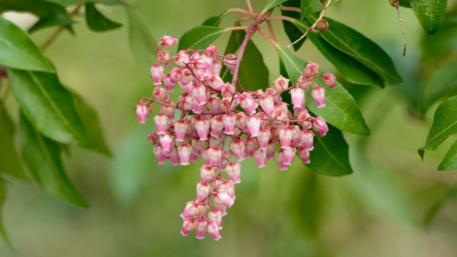 planta andromeda pieris japonica