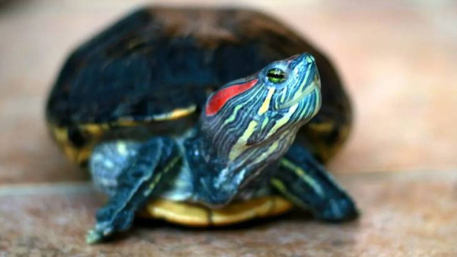 que tipo de tortuga tengo p (1)