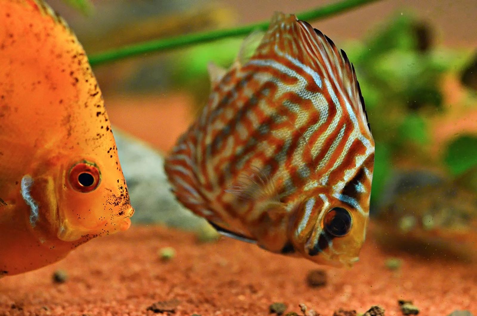 mascotas pez disco alimentacion