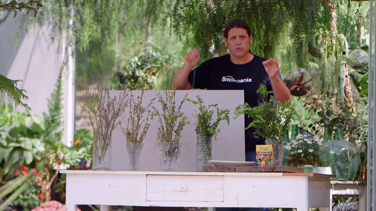 brico 0914 3 oruga boj detalle