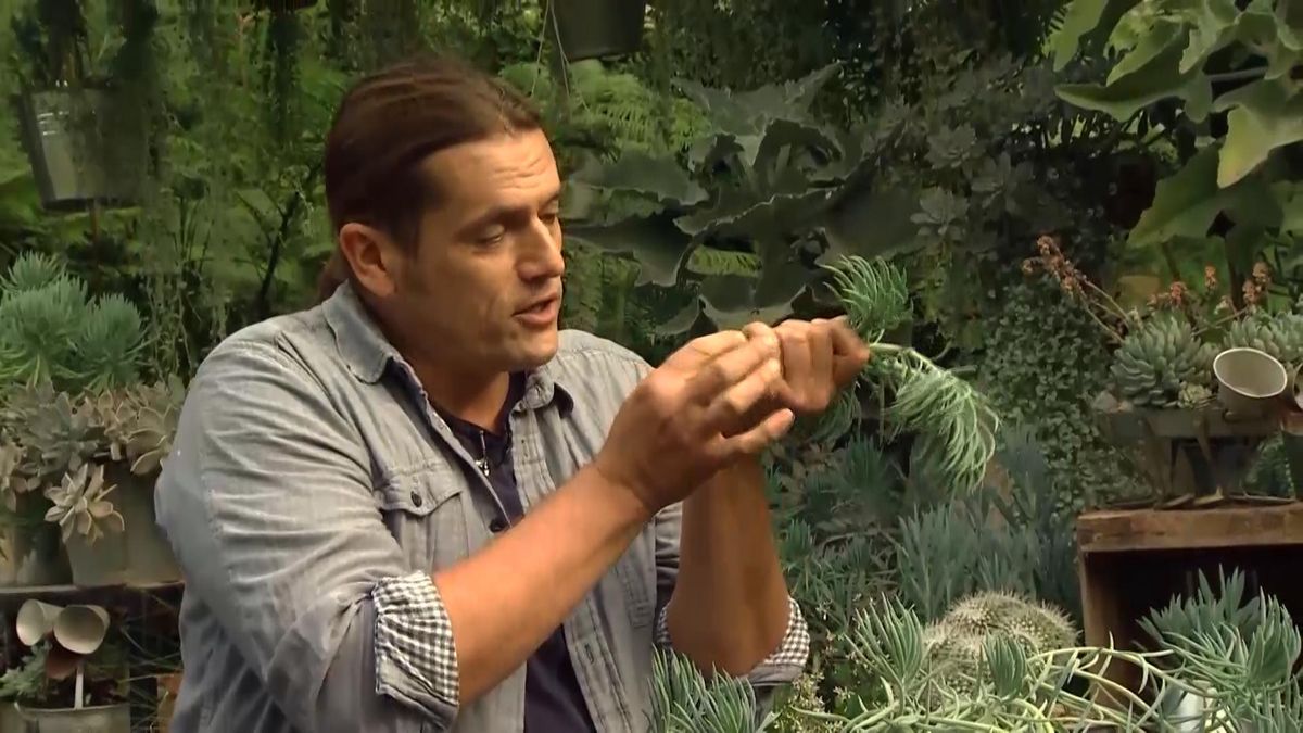 deco711 jardineria plantas hojas grises azules senecio plantar