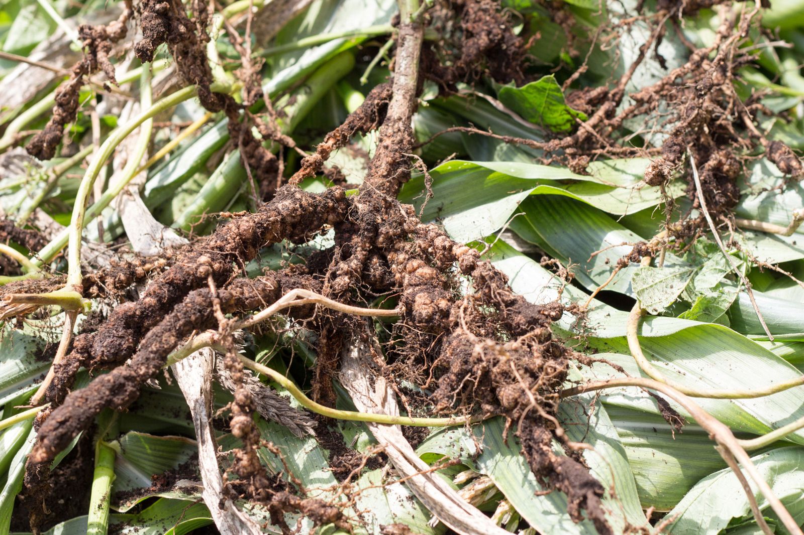 Fijación de nitrógeno atmosférico por plantas leguminosas