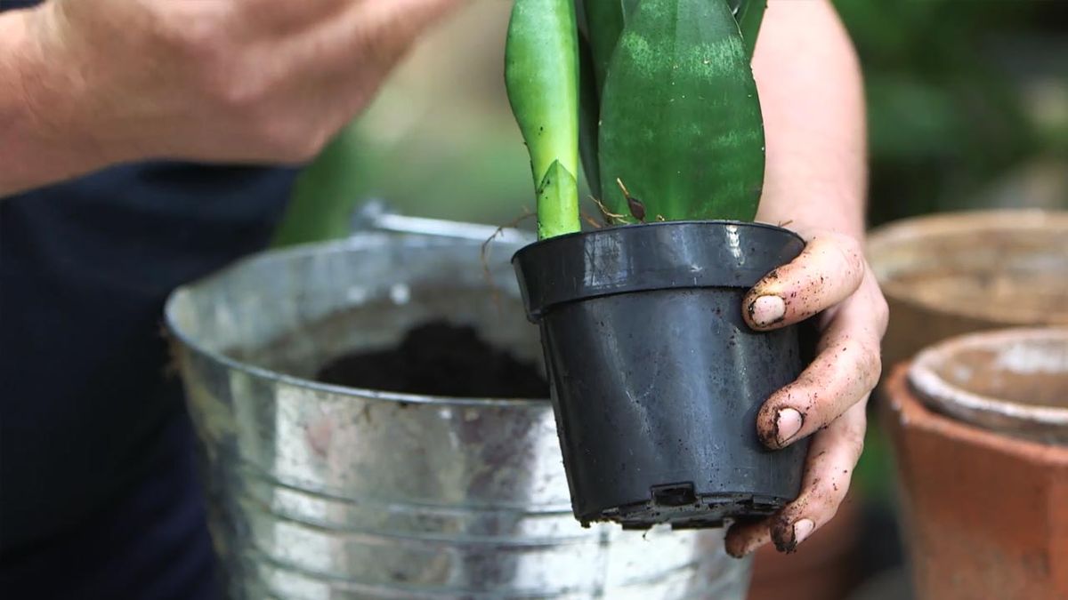 brico 1026 jardin trasplante nuevas variedades sansevieria