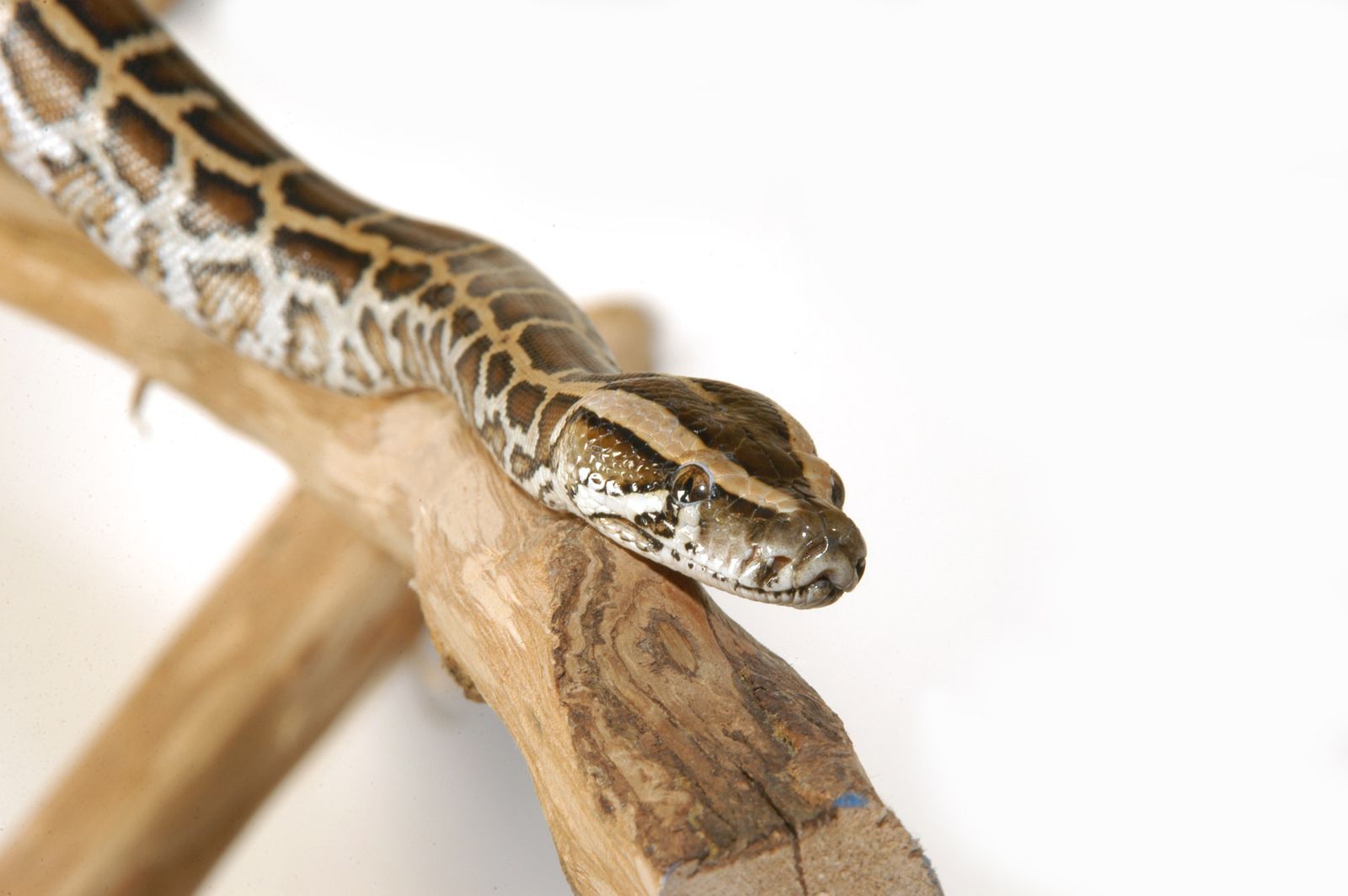 Serpientes para tener en casa