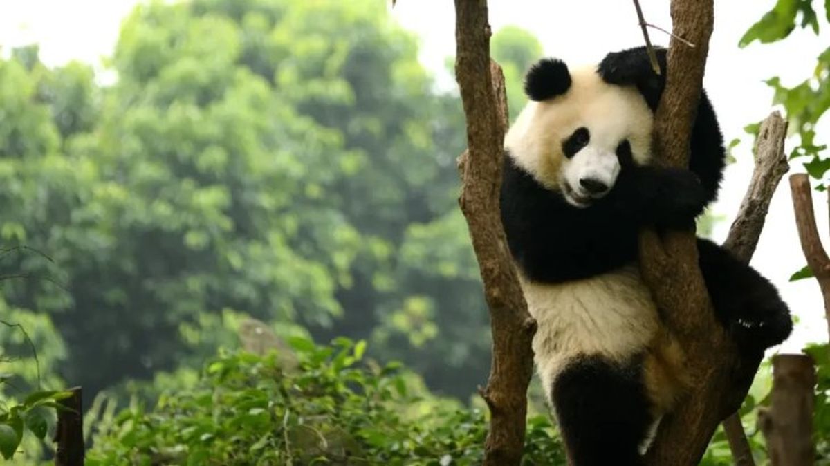 curiosidades del oso panda6
