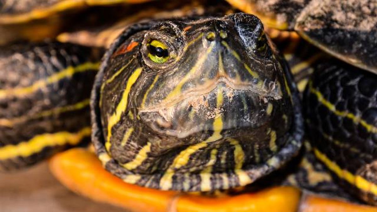 especies exoticas invasoras Espana tortuga de Florida Tracheymys scripta