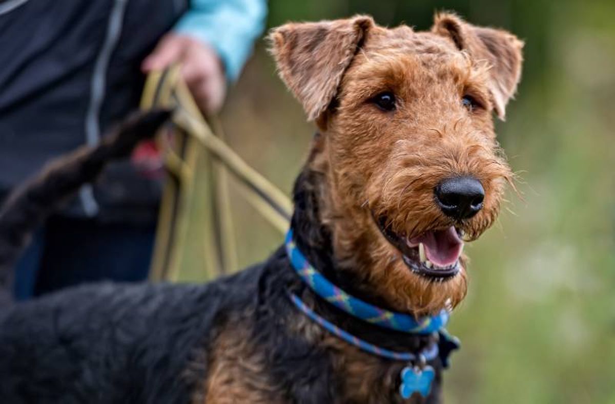 El Airedale Terrier necesita una educación temprana y constante.