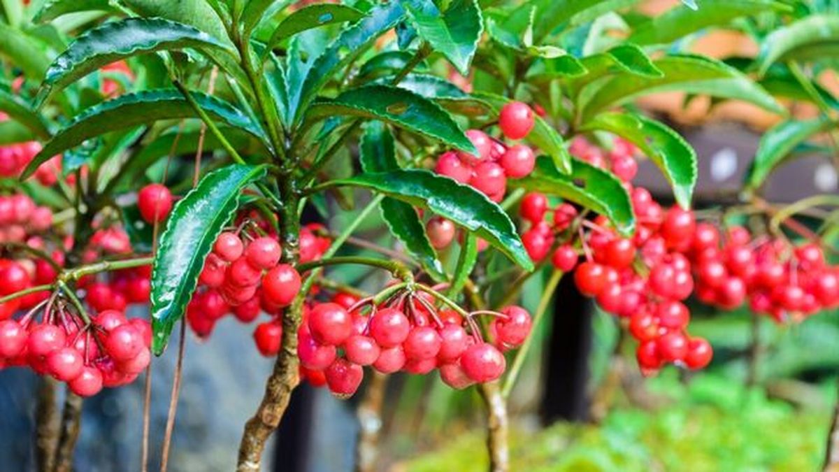 arbusto ardisia crenata
