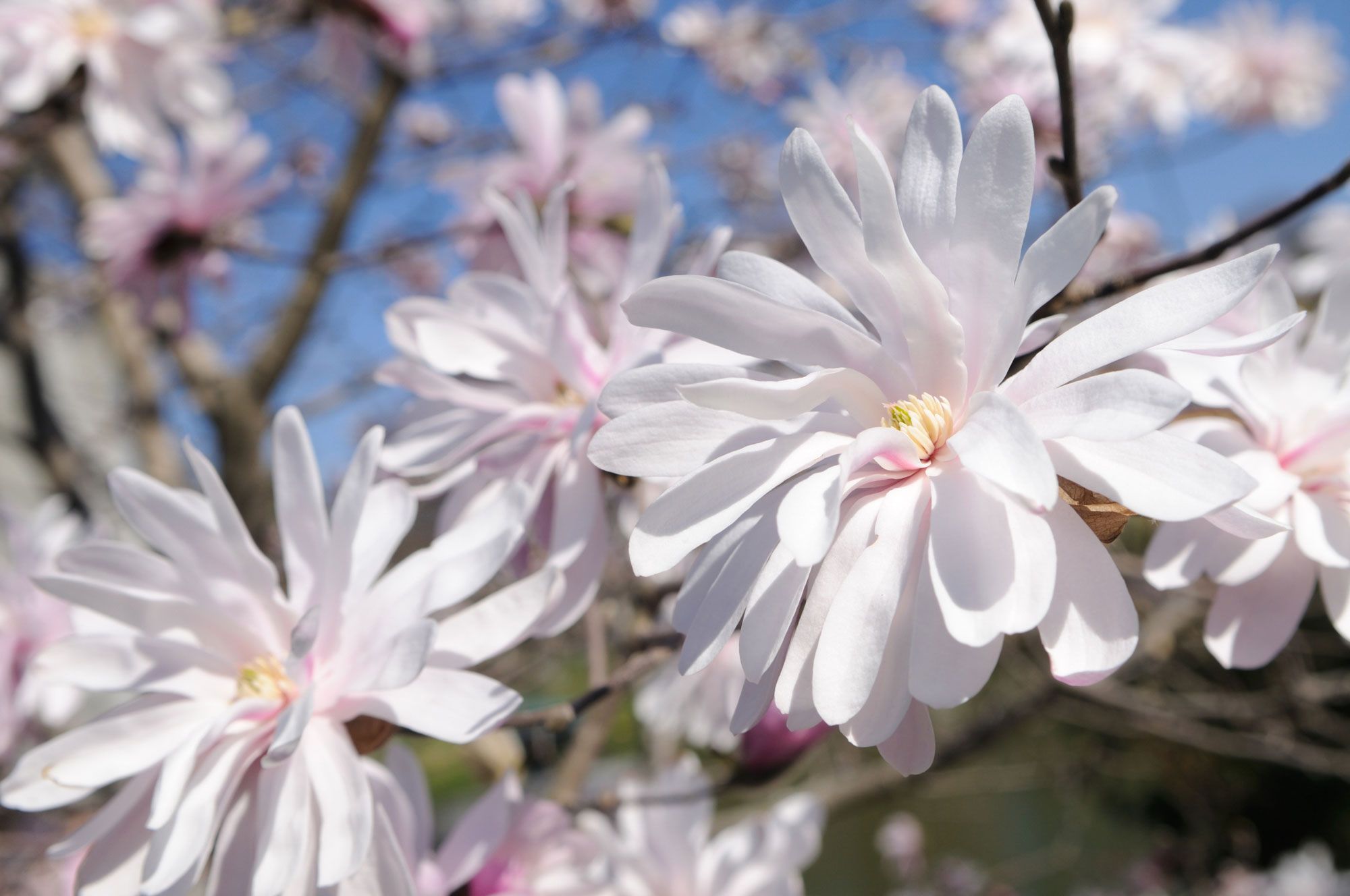 Magnolios de flor primaveral   kubus rosa