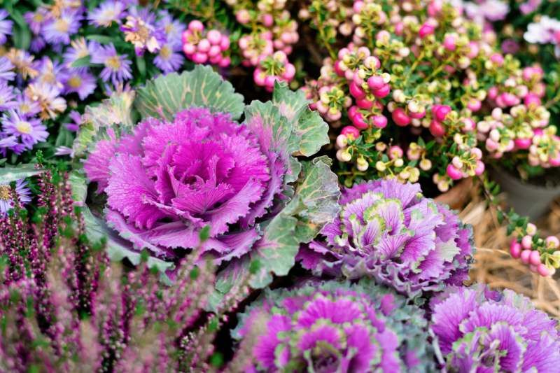 Brassica oleracea