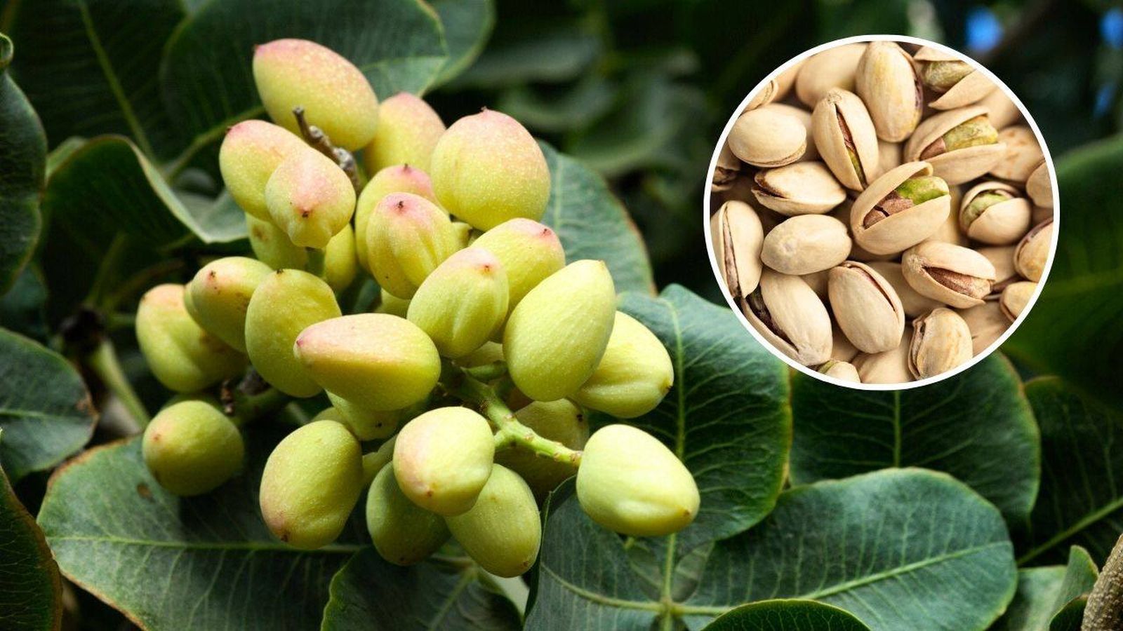 El árbol de pistacho (Pistacia vera).