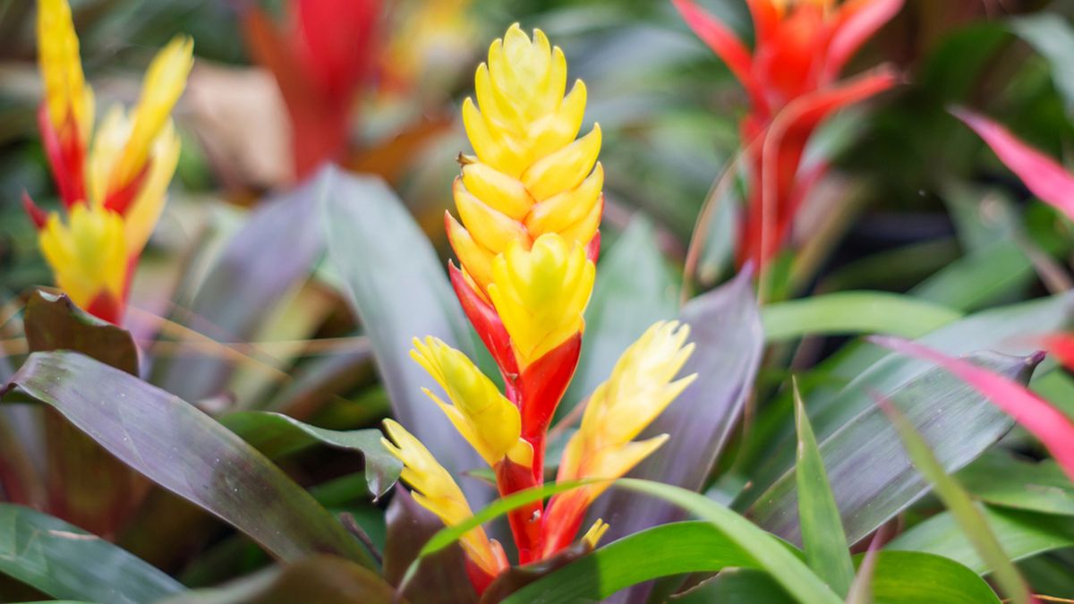 vriesea splendens planta