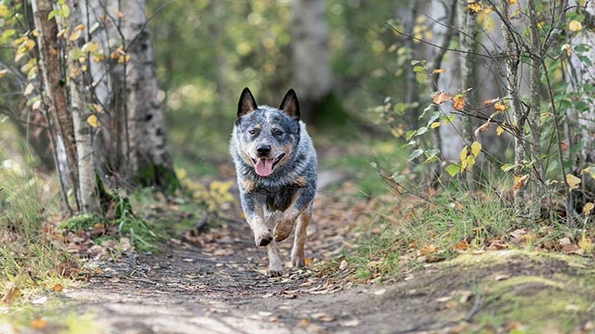 pastor ganadero australiano