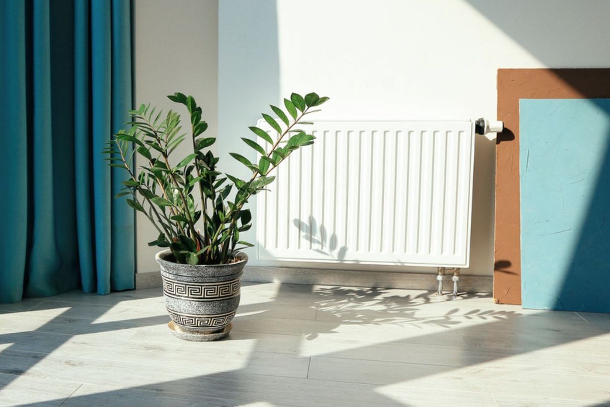 Zamioculca o planta ZZ cerca de un radiador