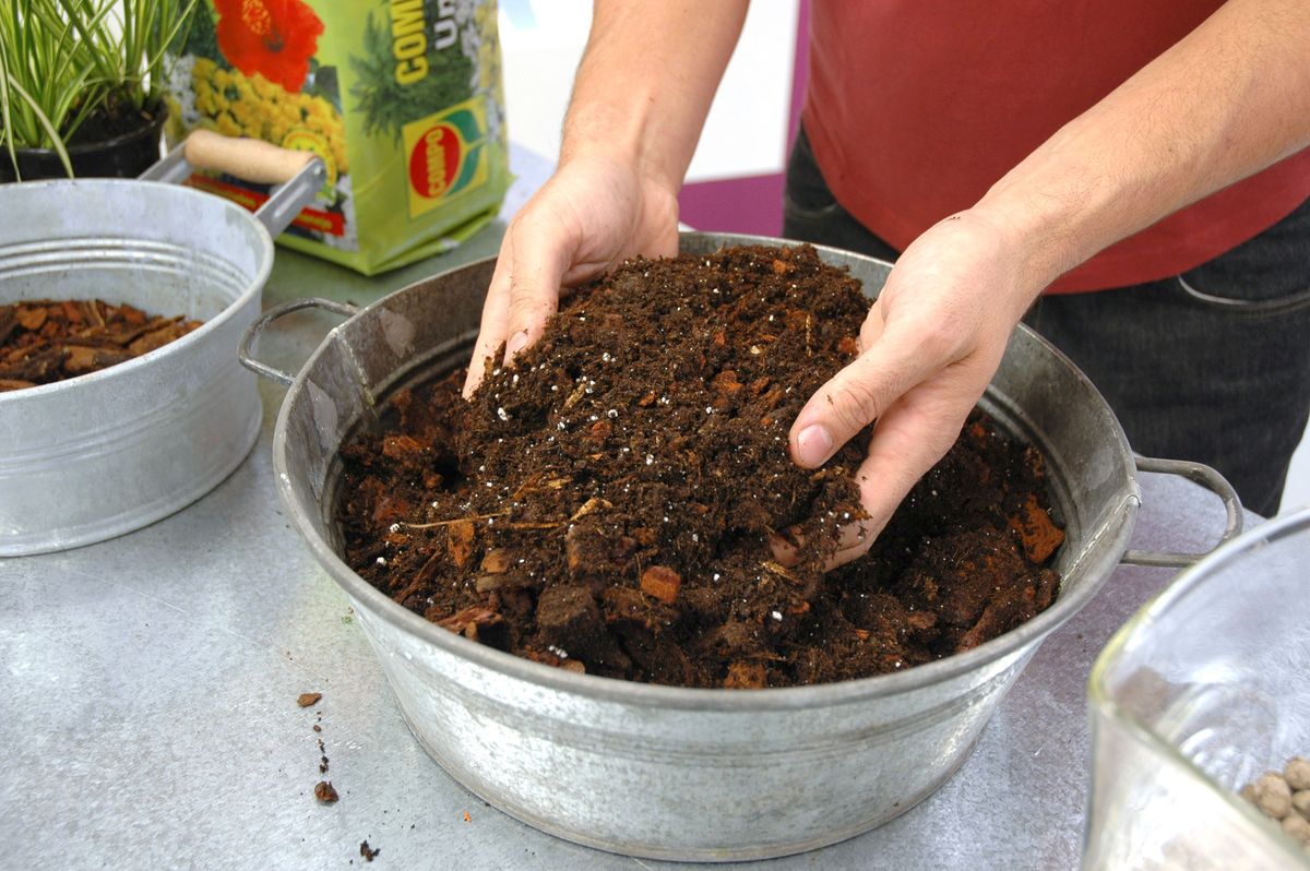 Plantar en jarrones de cristal p3