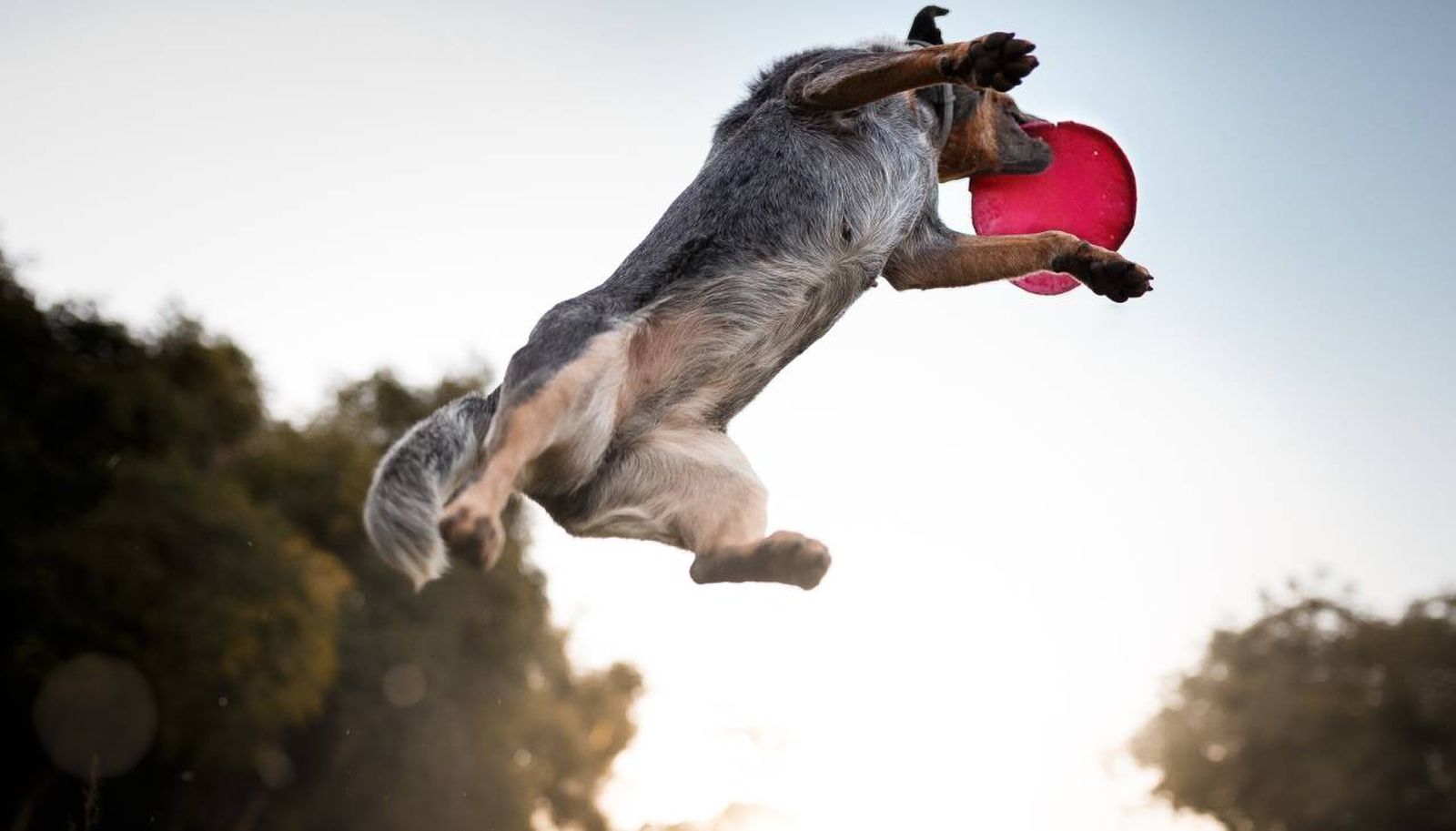 deportes con perros xl