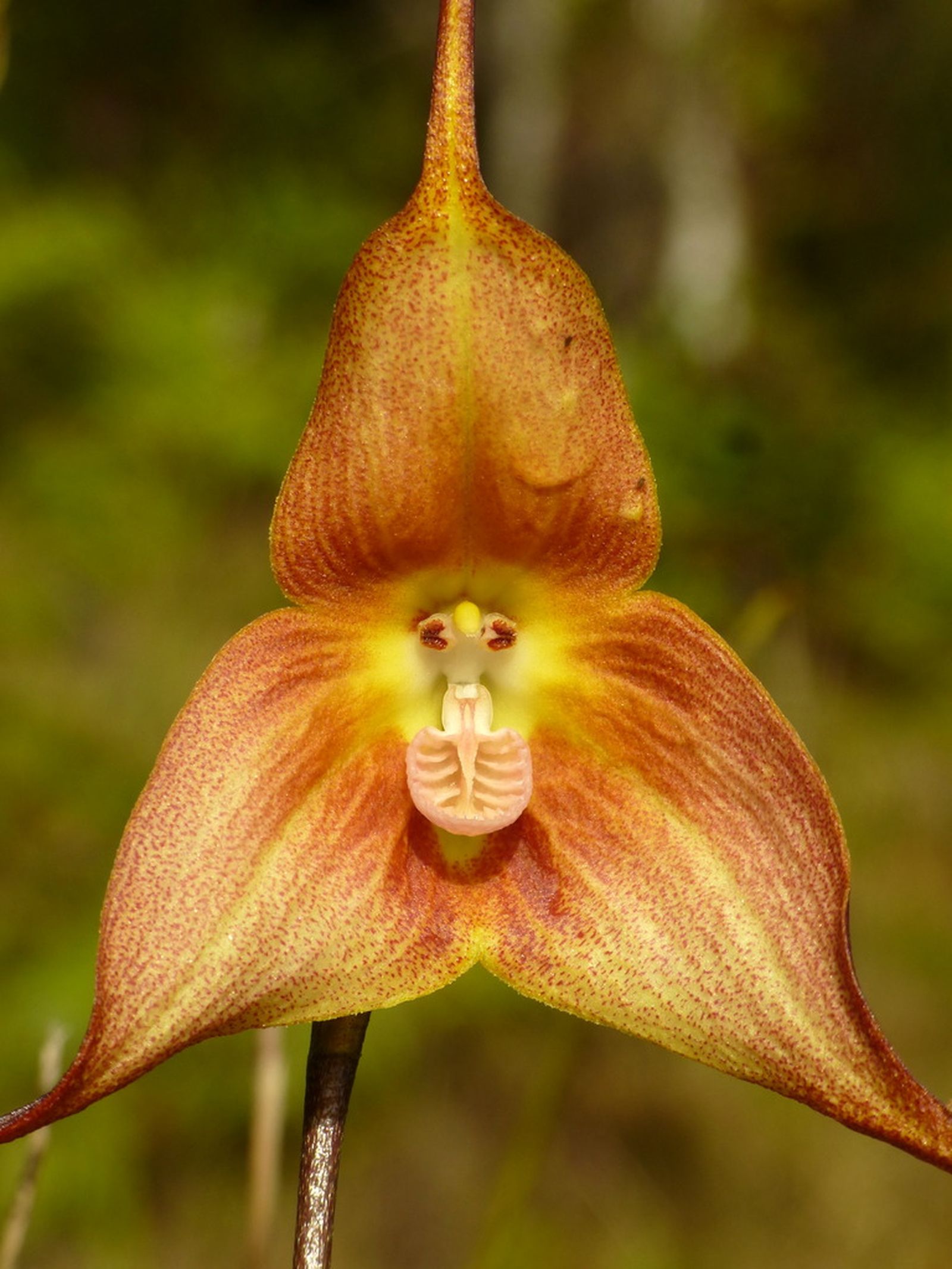 orquídea mono