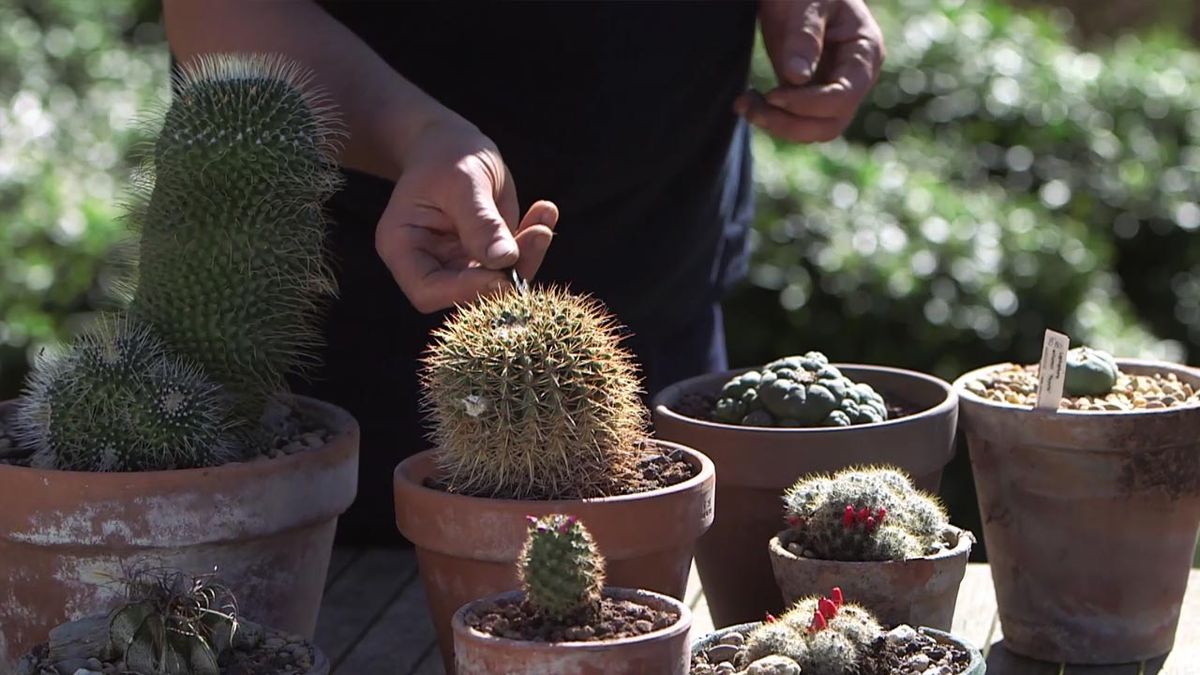 brico 1030 jardin cosecha semillas cactus