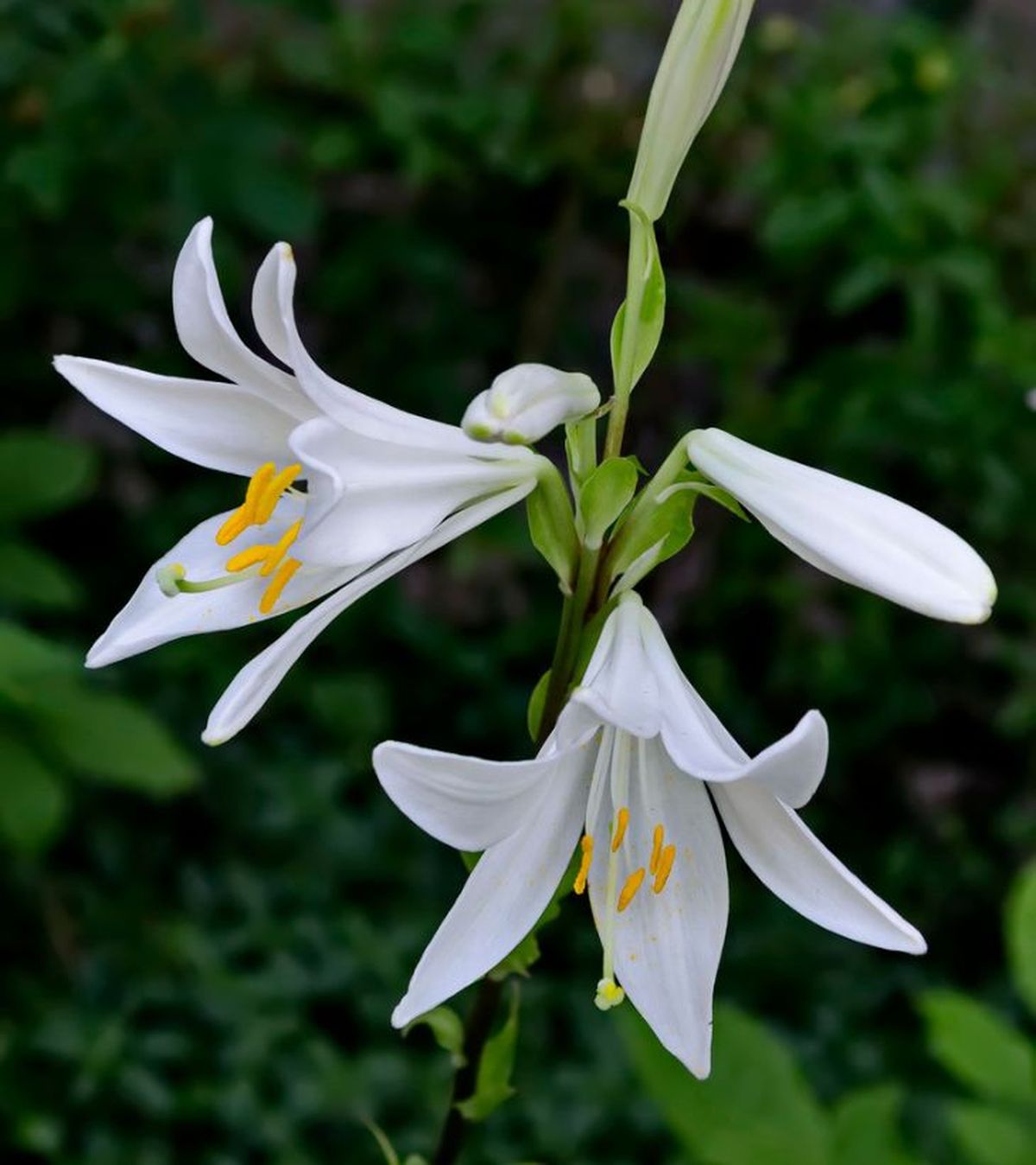Madonna lily lilium candidum