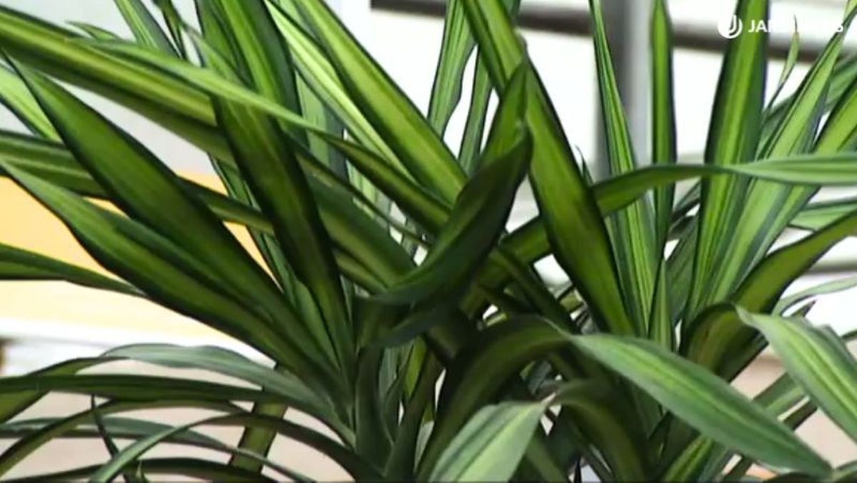 Hojas verdosas de la Dracaena Ricky