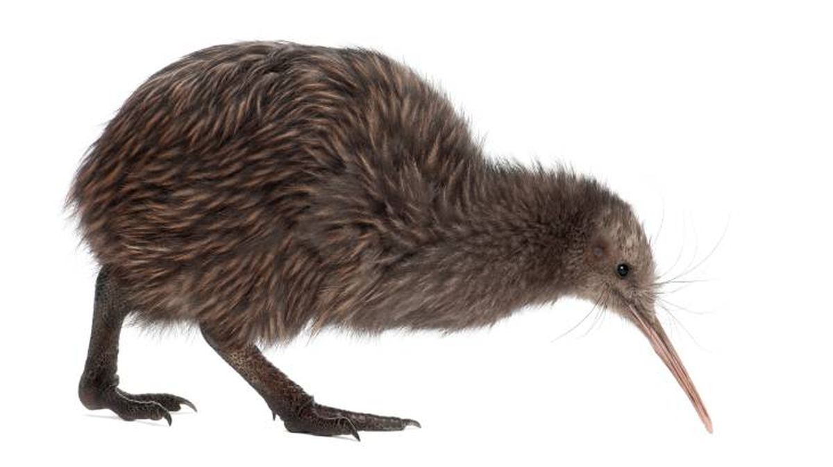 kiwi animal curiosidades