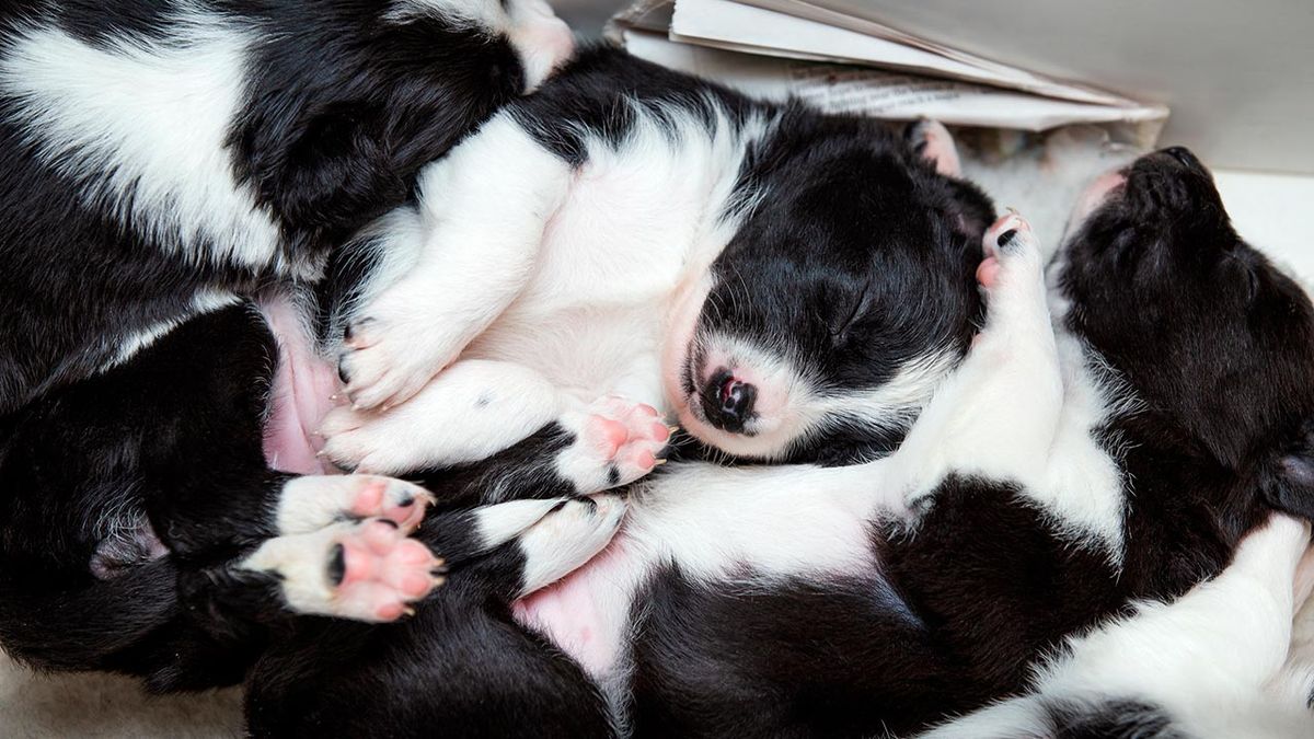 cosas donar refugio animales 3