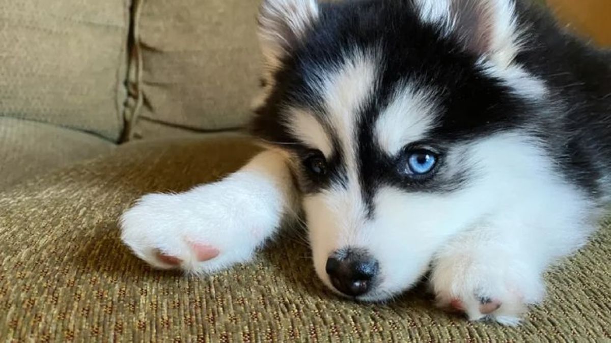 perros que parecen lobos pomsky