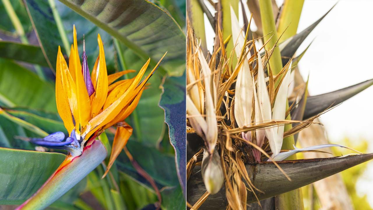 flor Strelitzia Augusta flor Strelitzia reginae