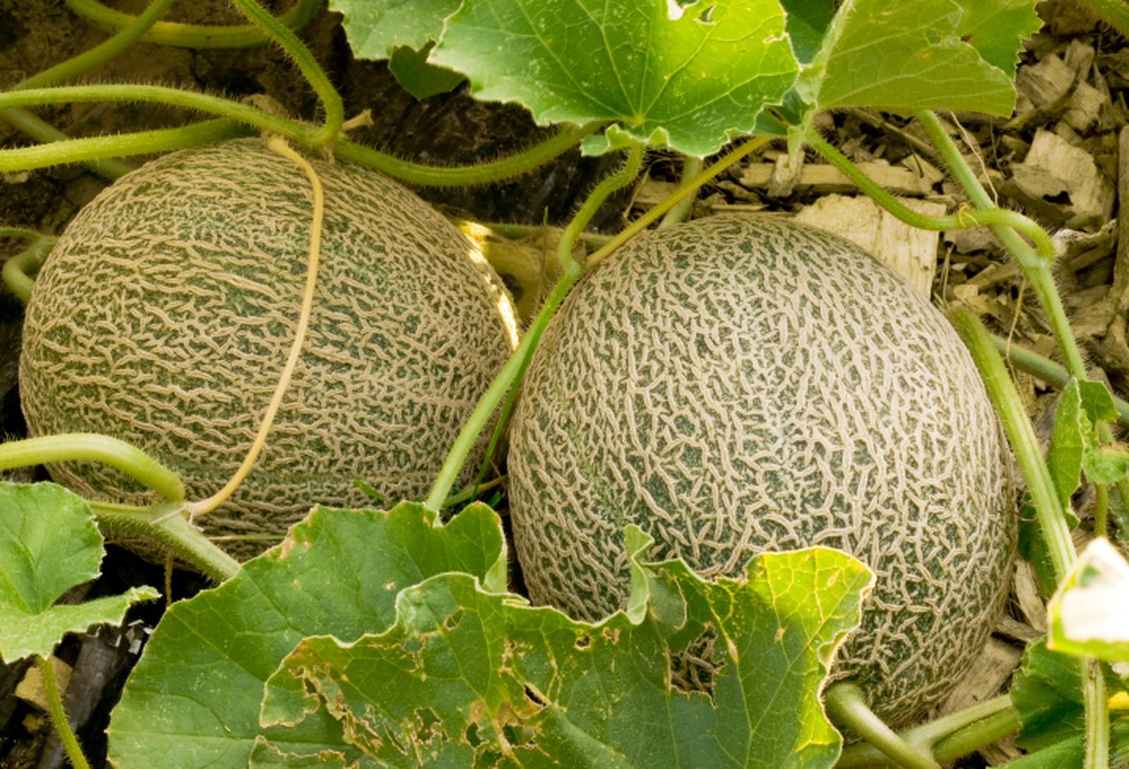ROJA008_Plantar melones en el huerto
