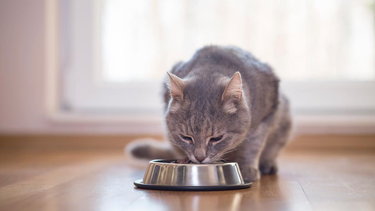 gatos invierno consejos prevenir frio 6