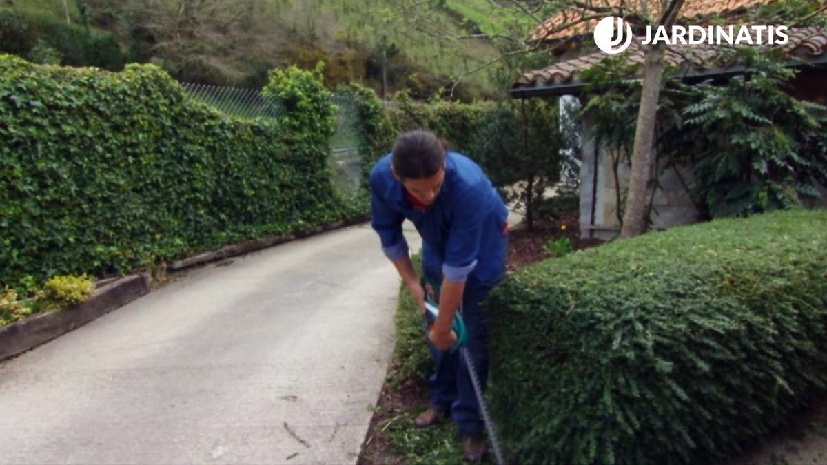 pinzamiento del arbusto lonicera nitida xl brico 831 jardin