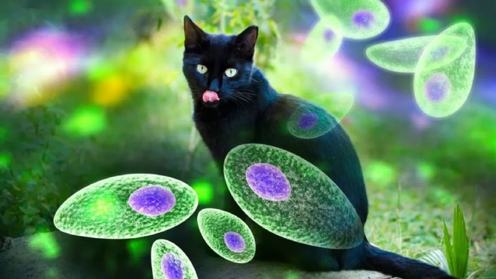 toxoplasmosis en gatos 2