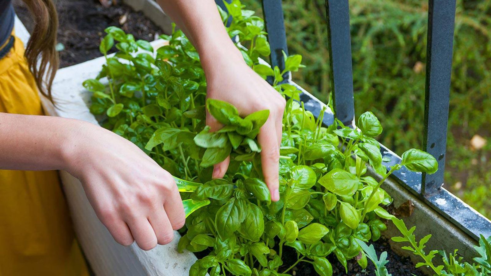 albahaca como cultivarla xl