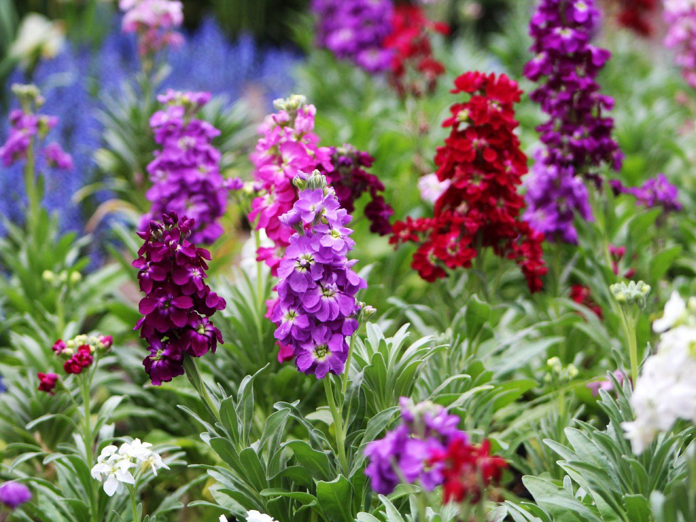 Erysimum cheiri.