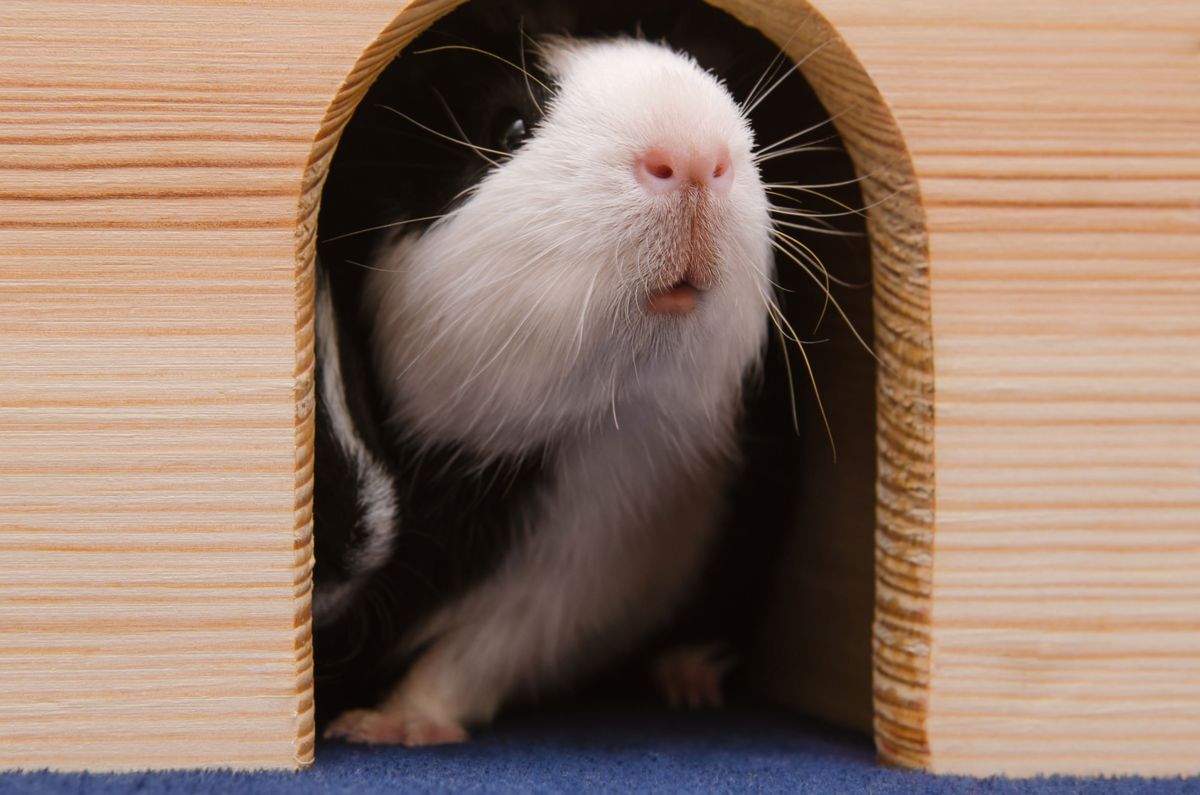 cobaya en casita de madera