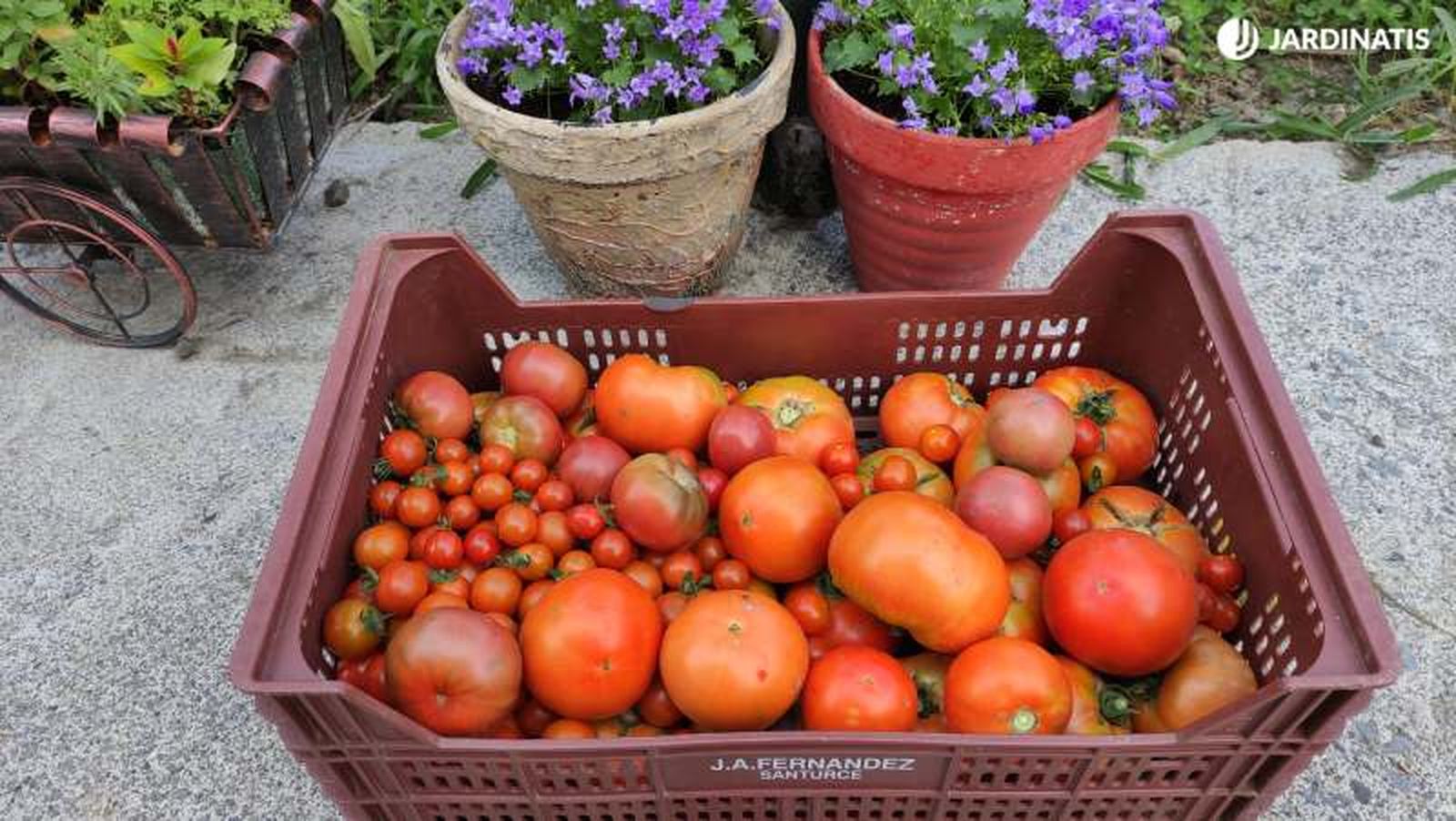 El tomate es rico en carotenoides y vitamina C, muy beneficiosos para la salud