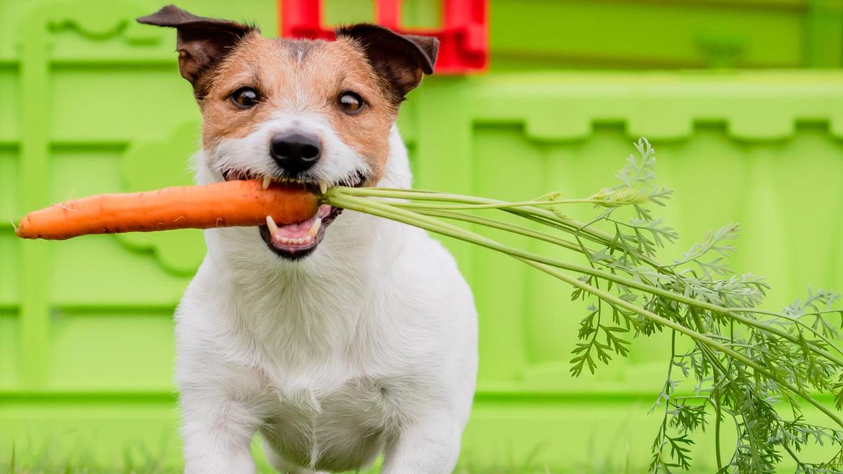 comida sostenible perros 9