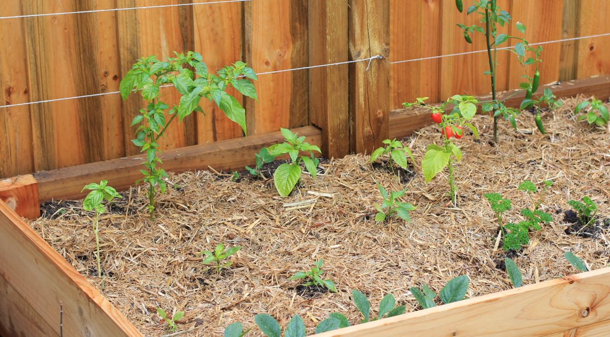 Qué plantar en una mesa de cultivo