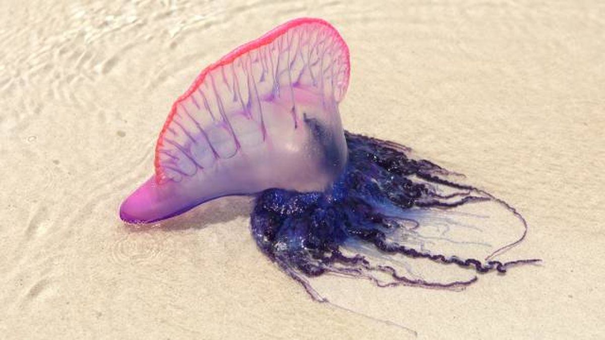 animales marinos visita verano costas espana carabela portuguesa