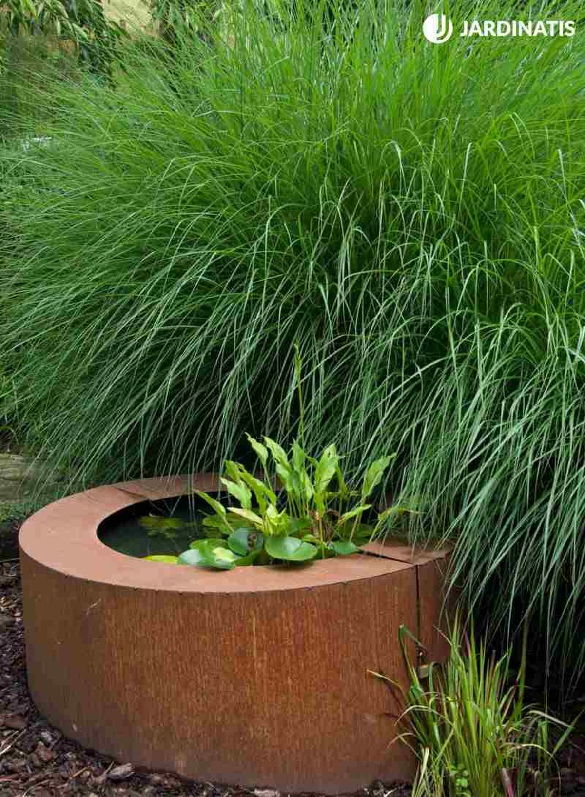 Miscanthus gracillimus puede alcanzar grandes dimensiones