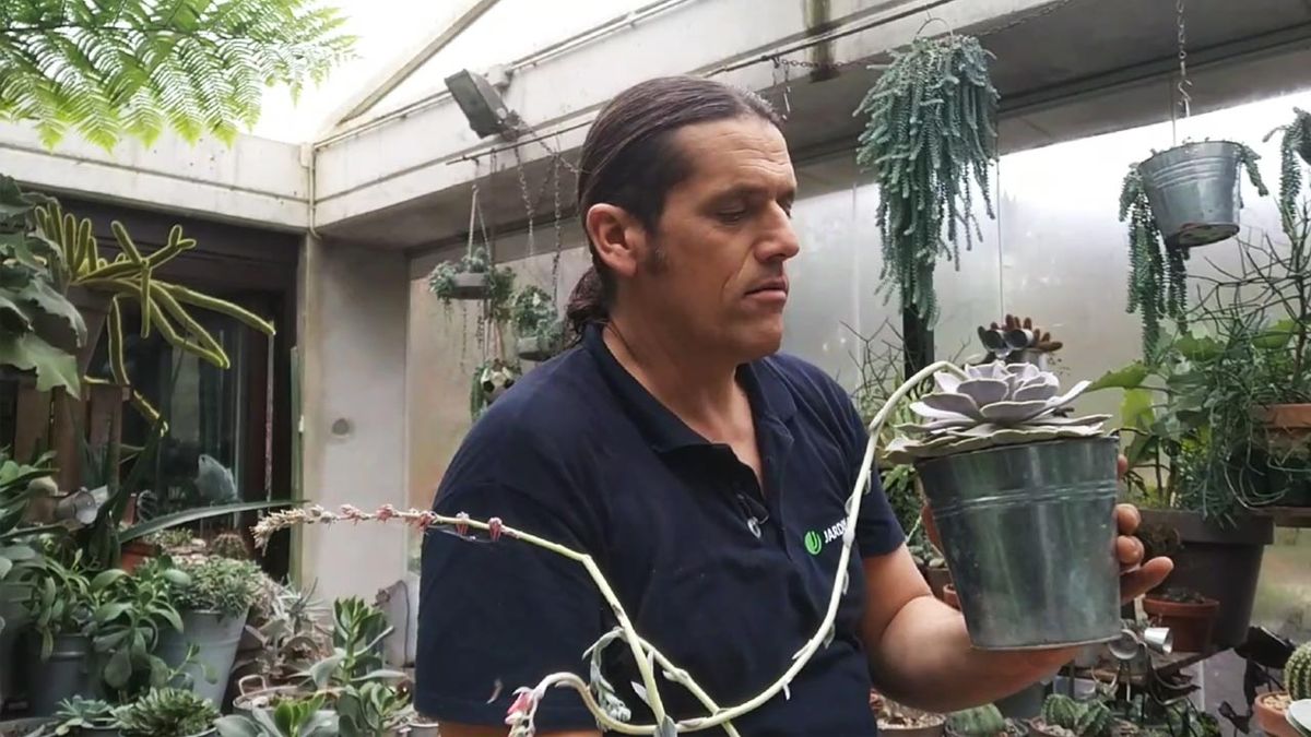 por que hojas de echeveria estan lacias 2