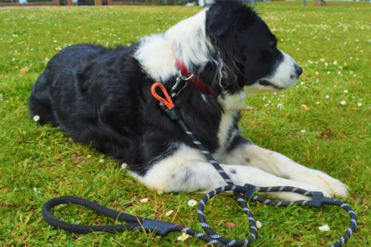 perros juego correa y lanzador de pelotas SLINGDOG