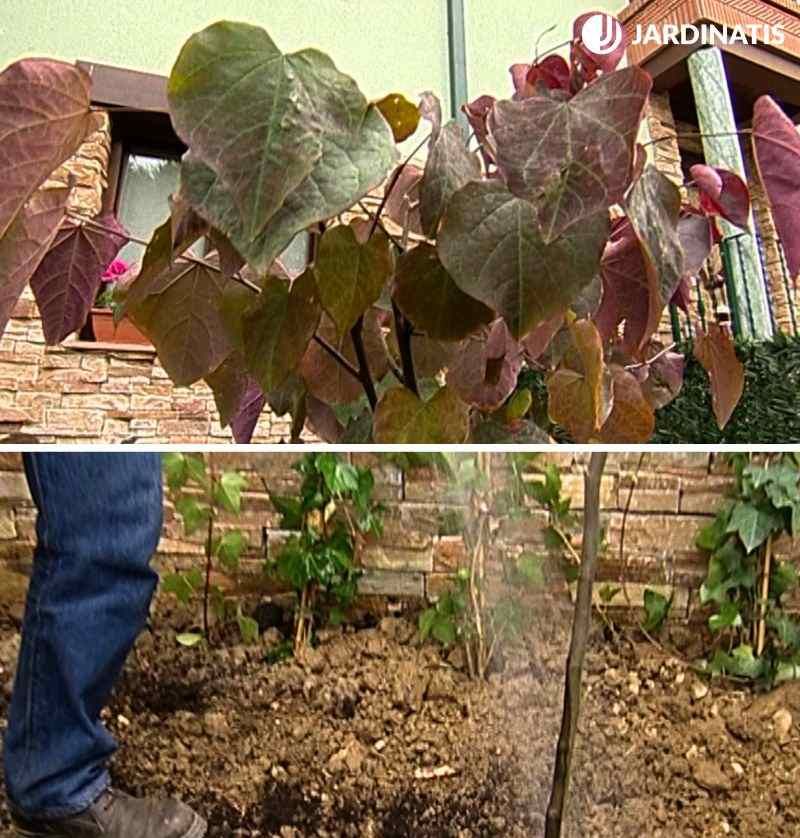 Árbol del amor